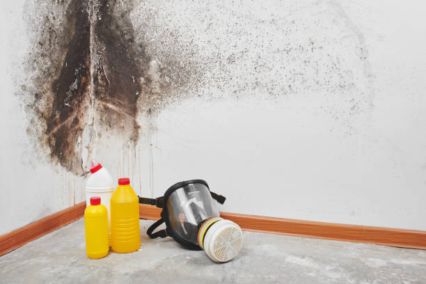 Best Insurance-Related Mold Remediation in Palmyra, MO