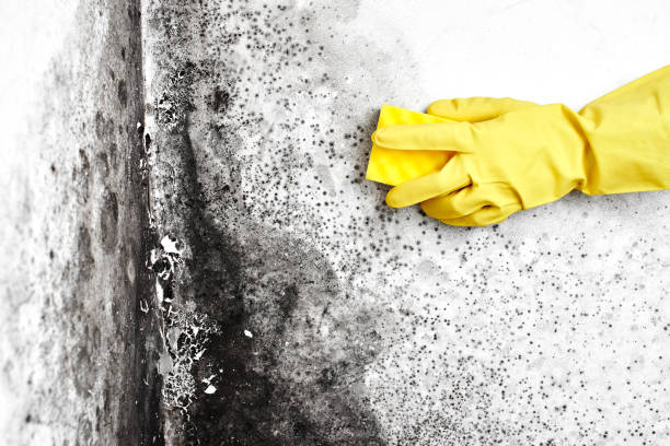 Trusted Palmyra, MO Mold Remediation Experts