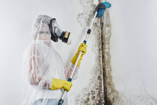 Best Black Mold Remediation in Palmyra, MO