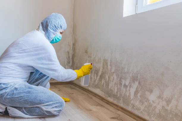 Best Post-Flood Mold Remediation in Palmyra, MO