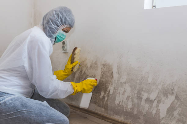 Best Crawl Space Mold Remediation in Palmyra, MO