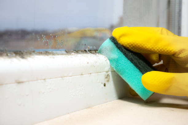 Trusted Palmyra, MO Mold Remediation Experts