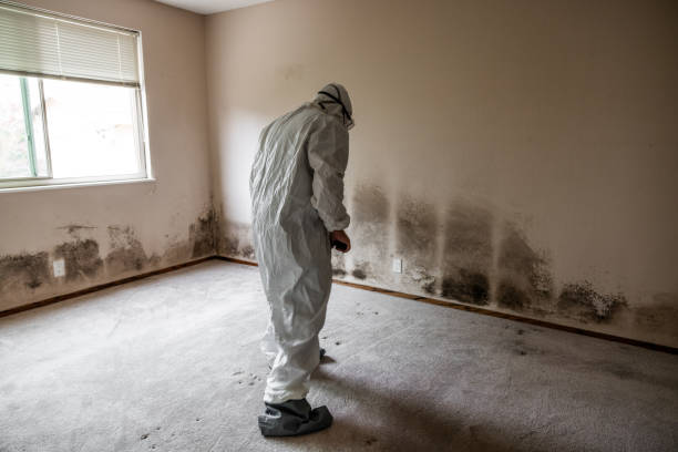 Trusted Palmyra, MO Mold Remediation Experts