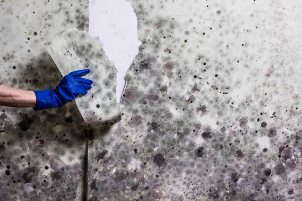 Best Kitchen Mold Remediation in Palmyra, MO